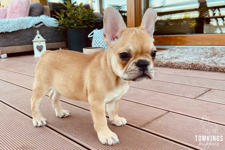 Urajiro French Bulldog - TomKings Puppies