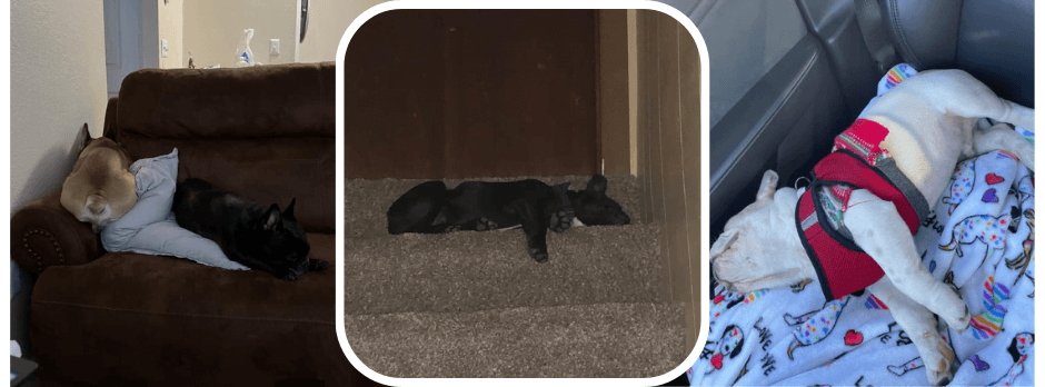 French Bulldog Sleeping: Facts and Training Guide
