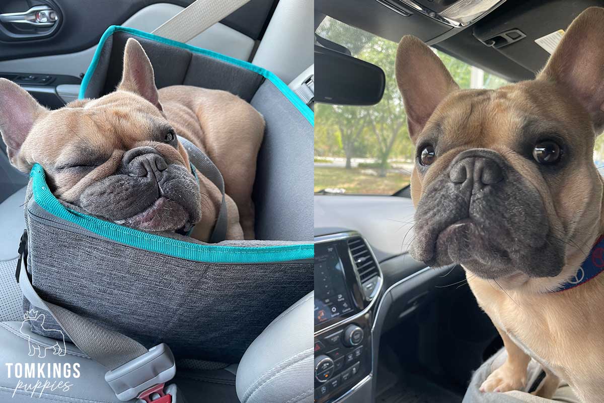 Is Your Mental Health Important? Get a Frenchie! - TomKings Blog