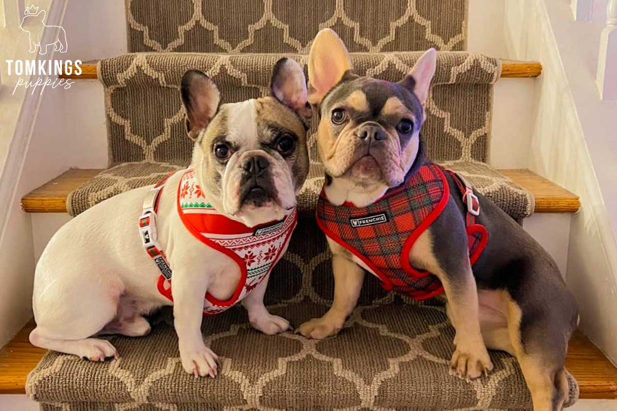 Is Your Mental Health Important? Get a Frenchie! - TomKings Blog