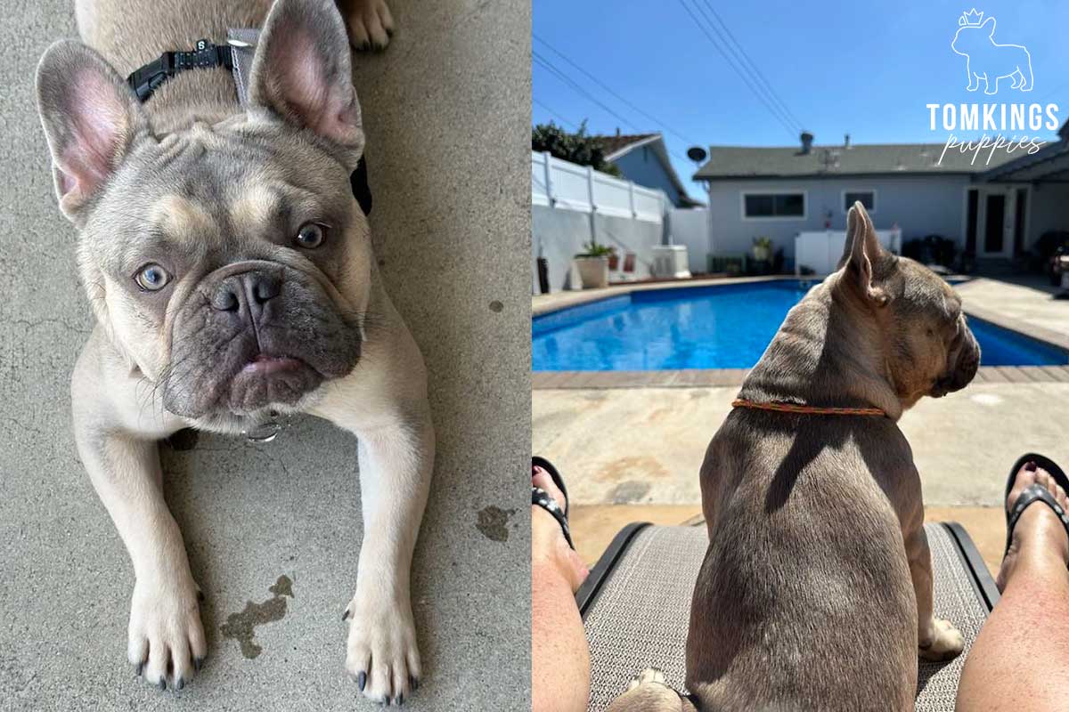 Is Your Mental Health Important? Get a Frenchie! - TomKings Blog