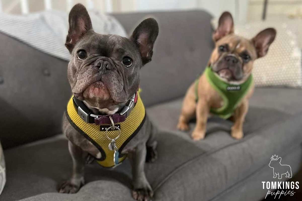 Is Your Mental Health Important? Get a Frenchie! - TomKings Blog
