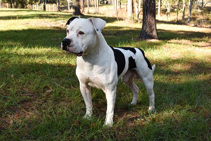 American Bulldog. Source: akc.org