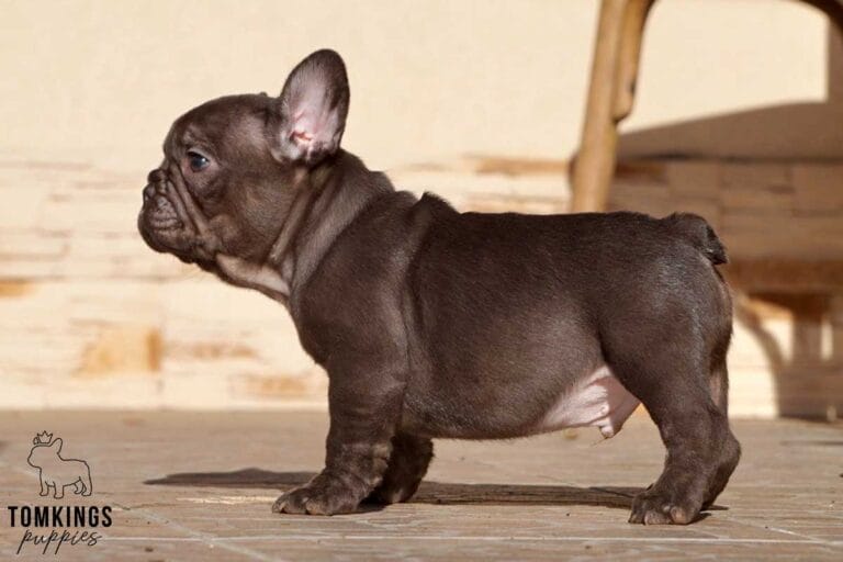 Dark Brown (chocolate) French Bulldog - TomKings Puppies