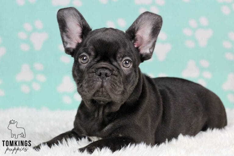 Dark Brown (chocolate) French Bulldog - TomKings Puppies