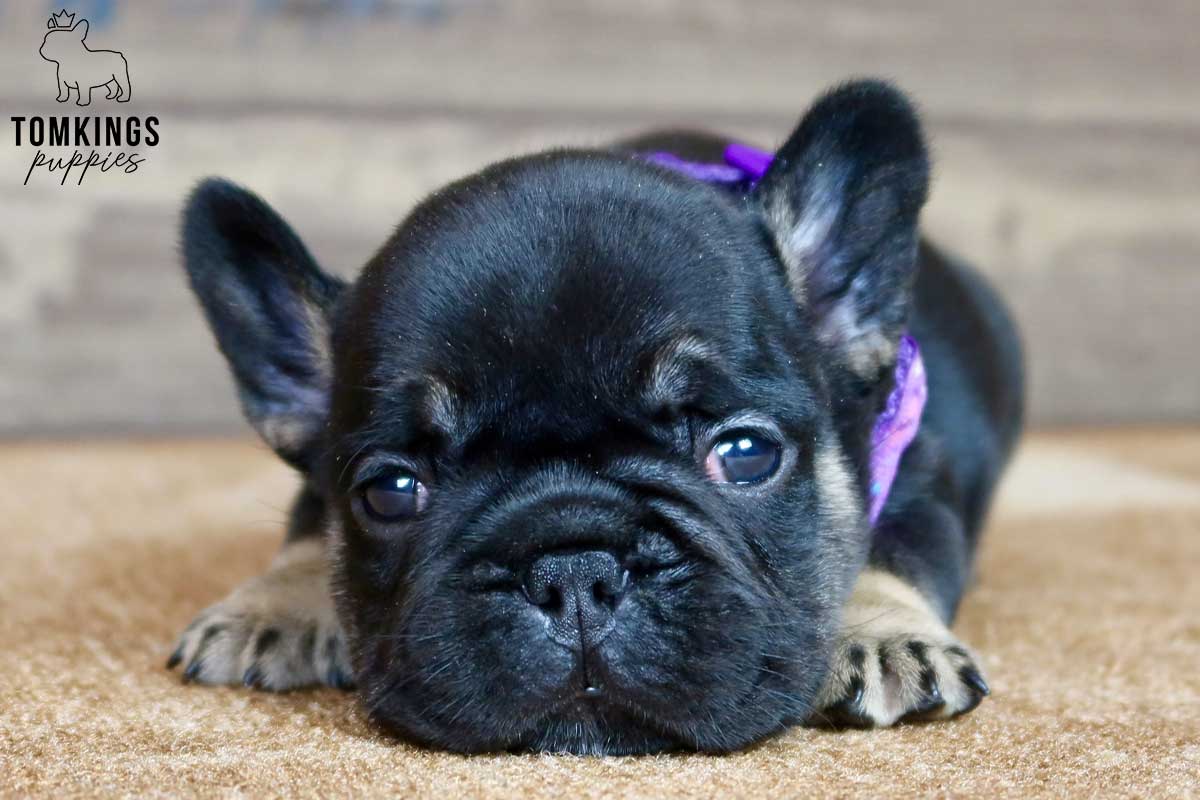 Miles, available French Bulldog puppy at TomKings Puppies