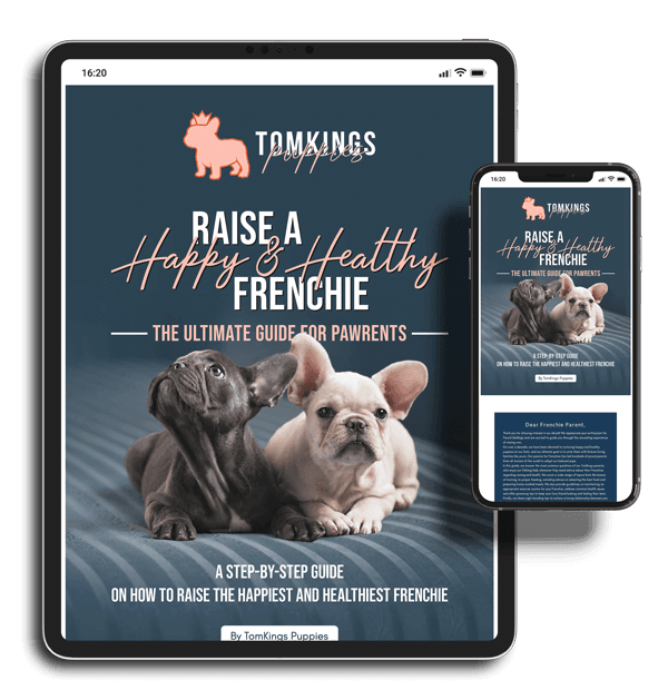 Raise a Happy and Healthy Frenchie — The Ultimate Guide for Pawrents - by TomKings Puppies