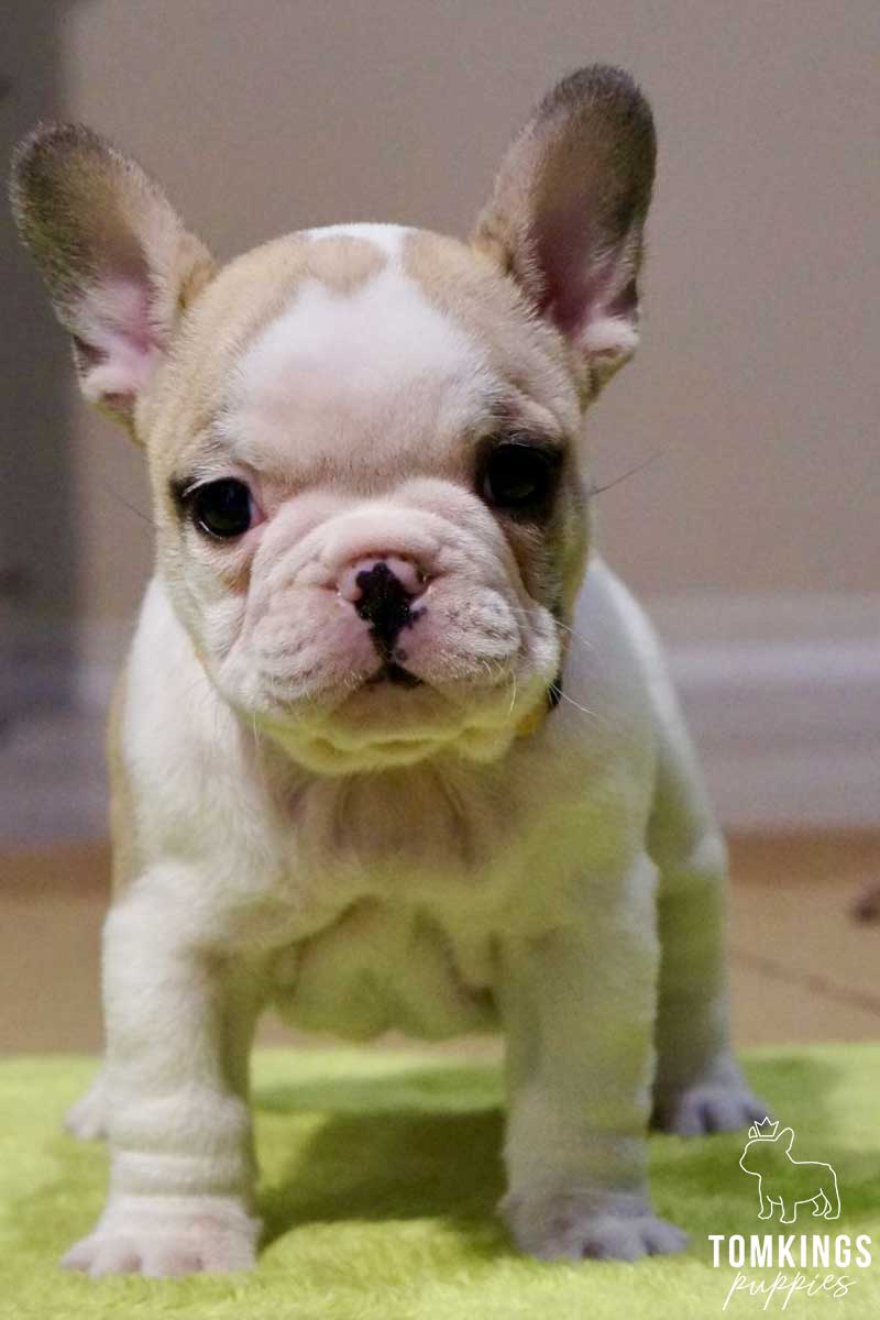 Red Pied French Bulldog - TomKings Puppies