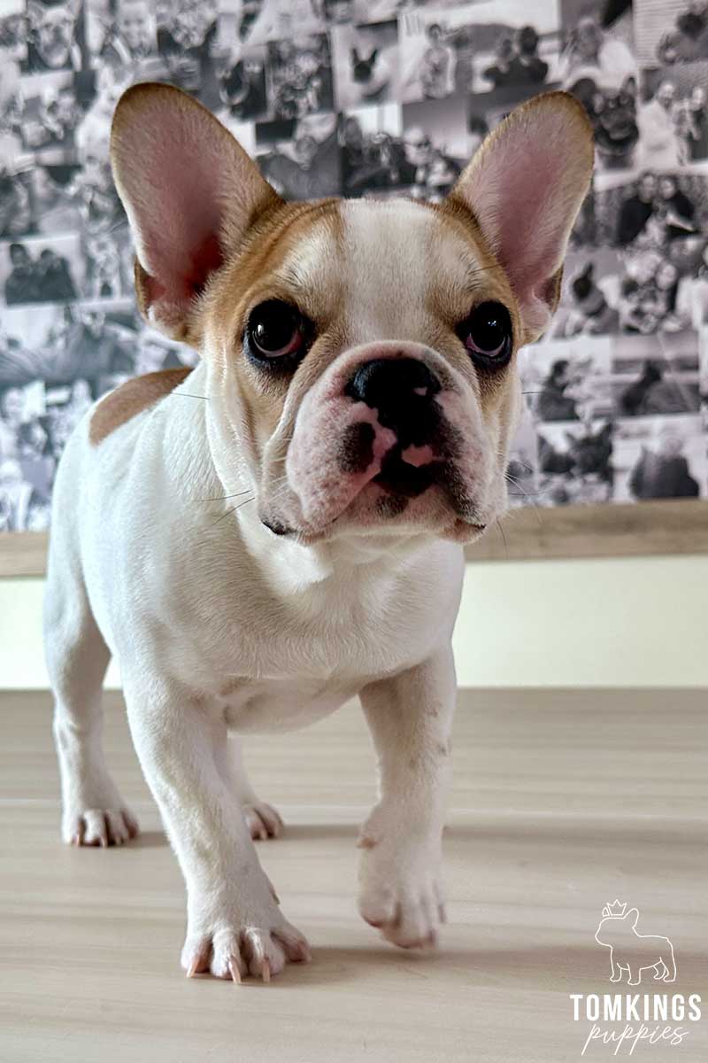 Red Pied French Bulldog - TomKings Puppies