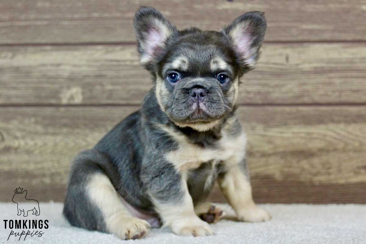 Wyatt, available Fluffy French Bulldog puppy at TomKings Puppies