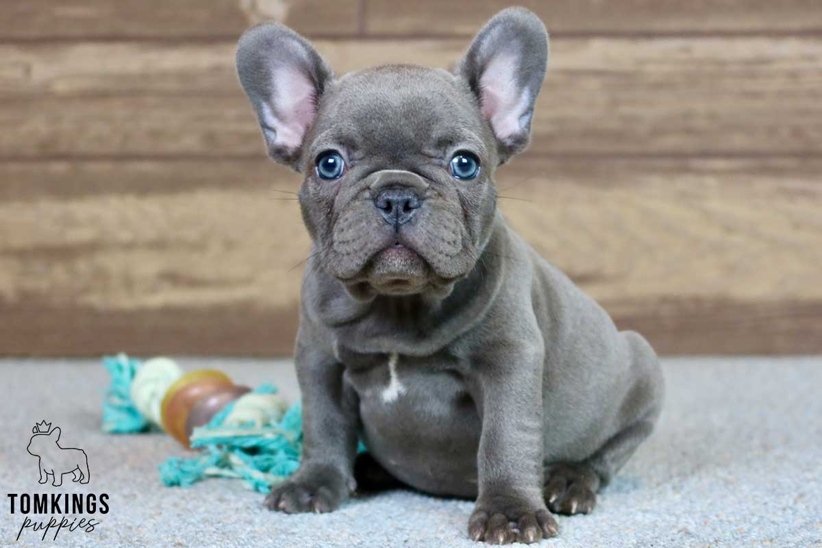 Sophia, available French Bulldog puppy at TomKings Puppies