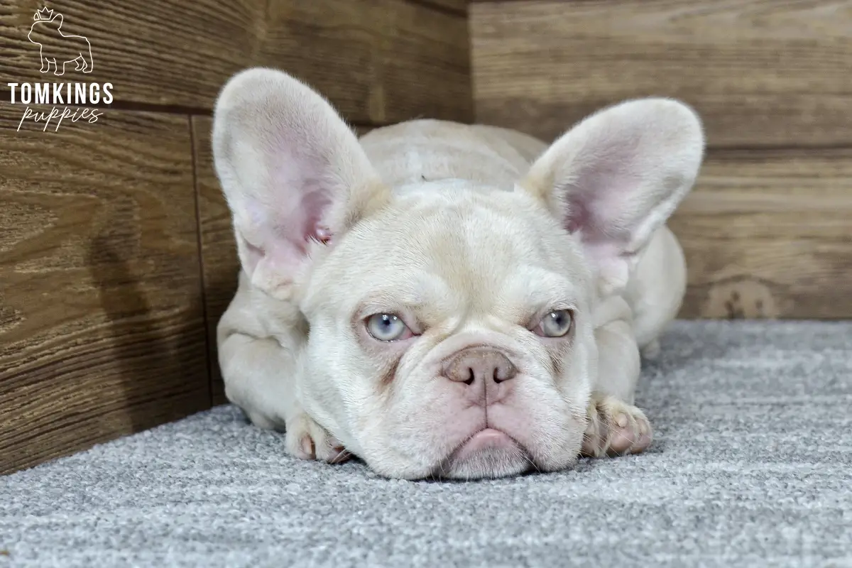 Coralie, available French Bulldog puppy at TomKings Puppies