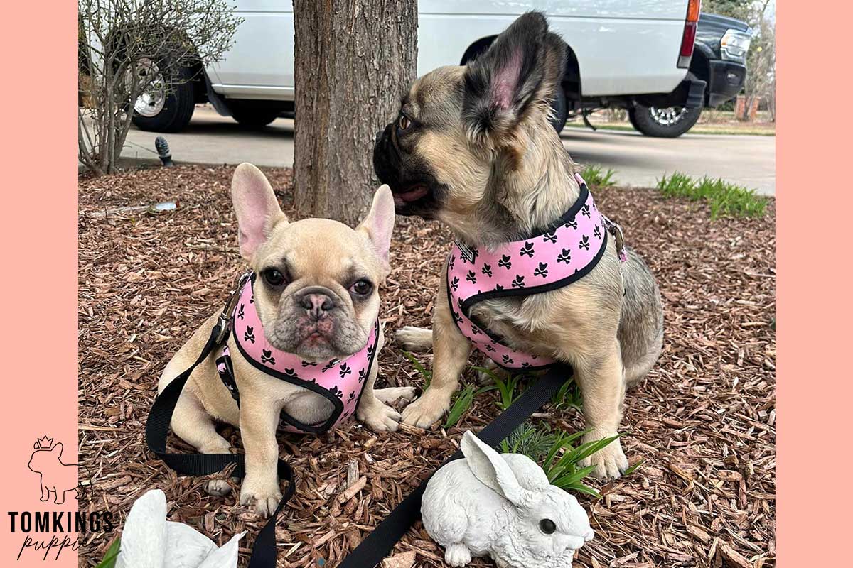 7+1 Reasons NOT to Get a Frenchie - TomKings Puppies Blog