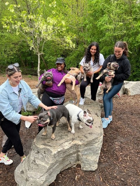 tomkings-french-bulldog-atlanta-2