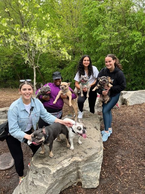 tomkings-french-bulldog-atlanta-3