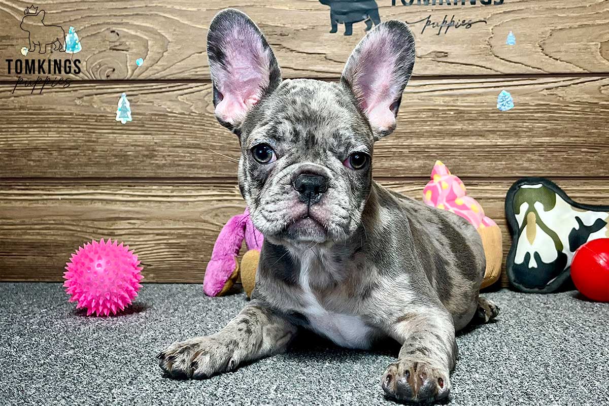 Anastasia, available French Bulldog puppy at TomKings Puppies