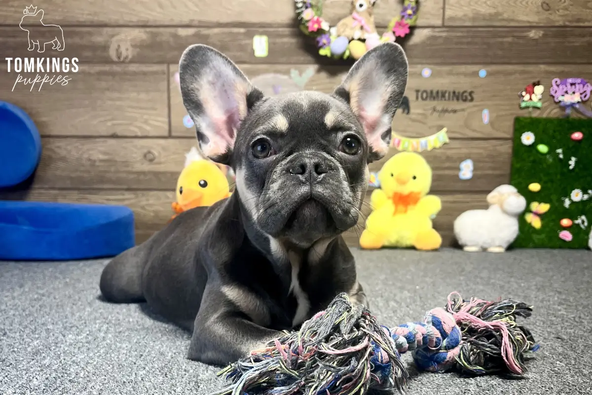 Fleur, available French Bulldog puppy at TomKings Puppies