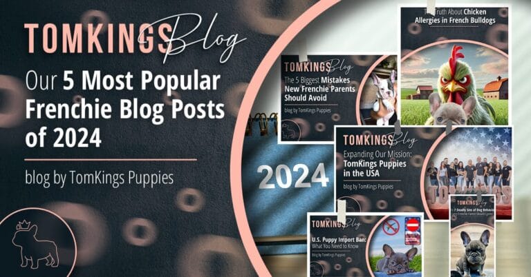 Our 5 Most Popular Frenchie Blog Posts of 2024 - TomKings Blog