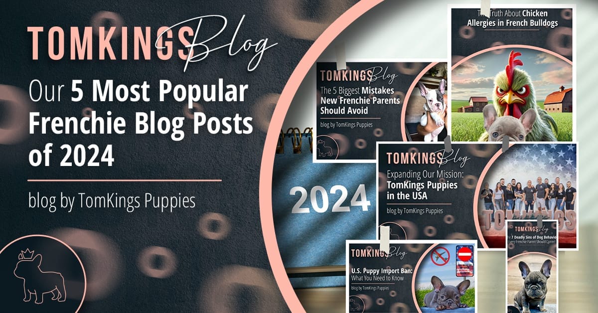 Our 5 Most Popular Frenchie Blog Posts of 2024 - TomKings Blog