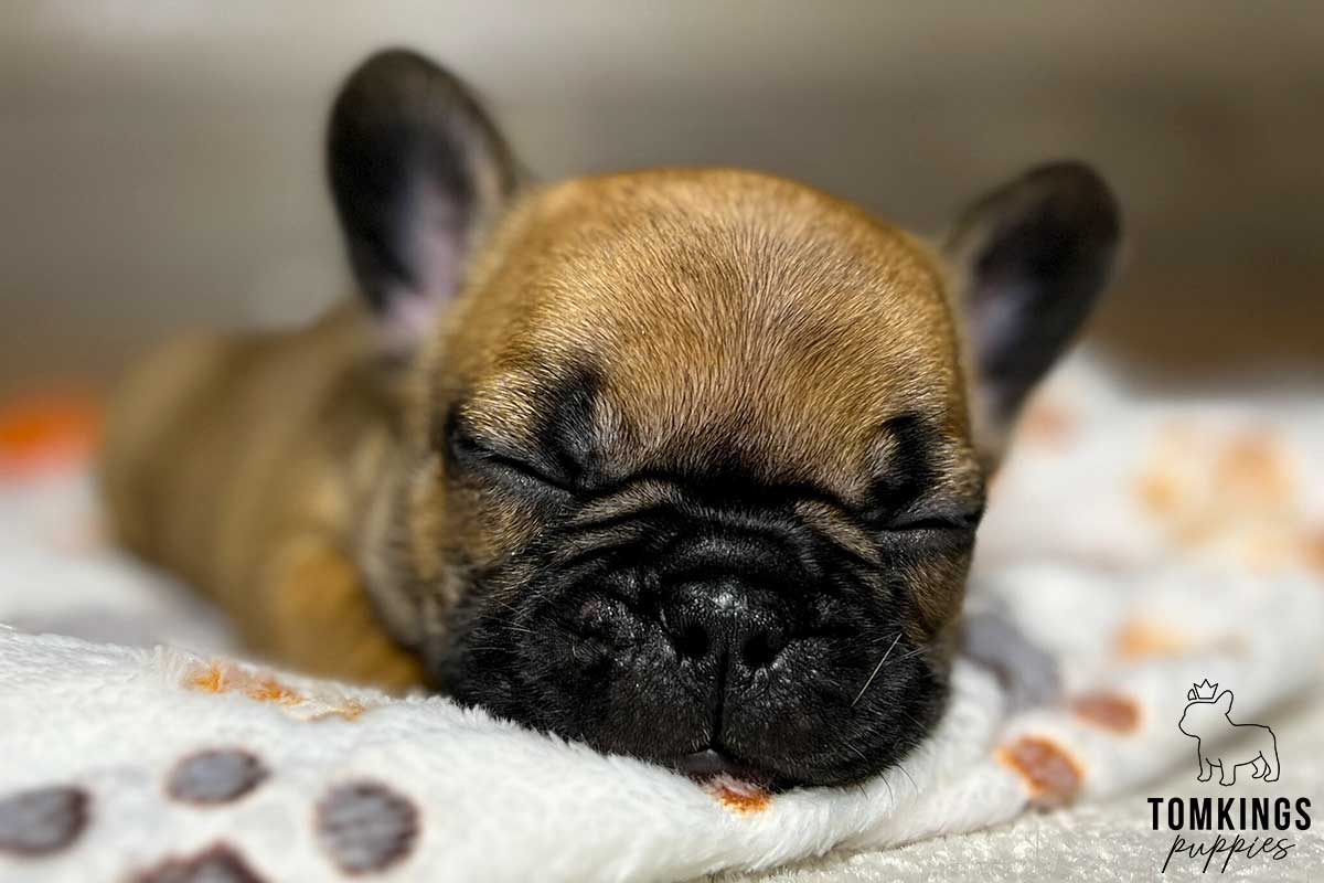 Ollie, available French Bulldog puppy at TomKings Puppies