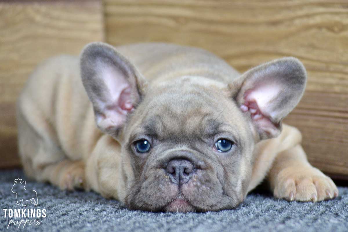 Romy, available French Bulldog puppy at TomKings Puppies
