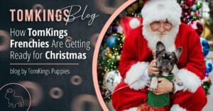 How TomKings Frenchies Are Getting Ready for Christmas - TomKings Blog