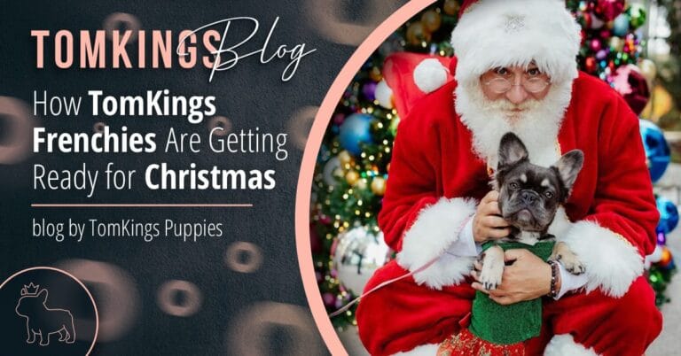 How TomKings Frenchies Are Getting Ready for Christmas - TomKings Blog