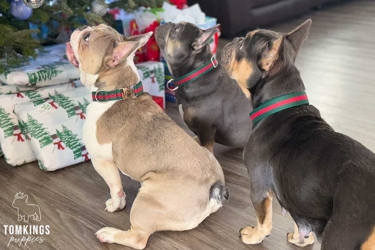 How TomKings Frenchies Are Getting Ready for Christmas