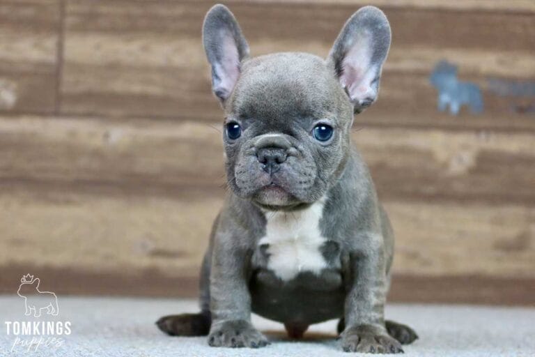 Zachary, available French Bulldog puppy at TomKings Puppies