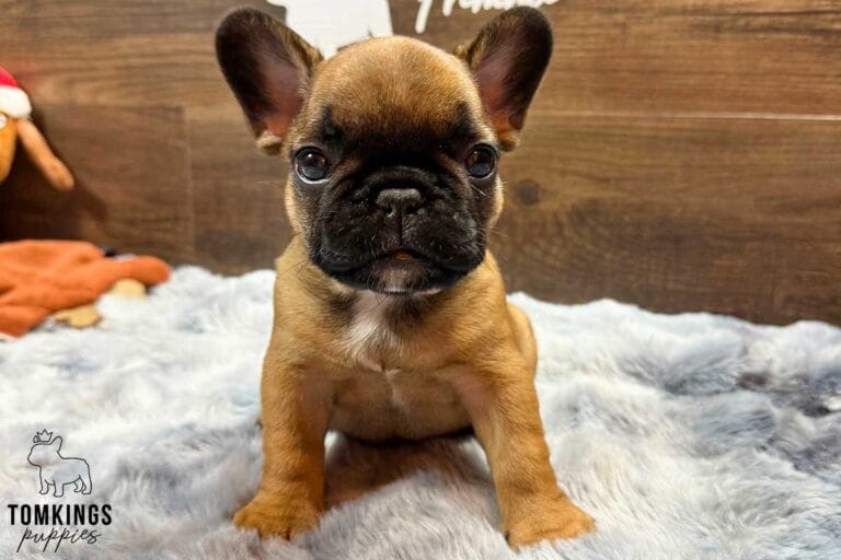 Zara, available French Bulldog puppy at TomKings Puppies