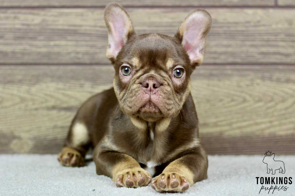 Alfred, available French Bulldog puppy at TomKings Puppies