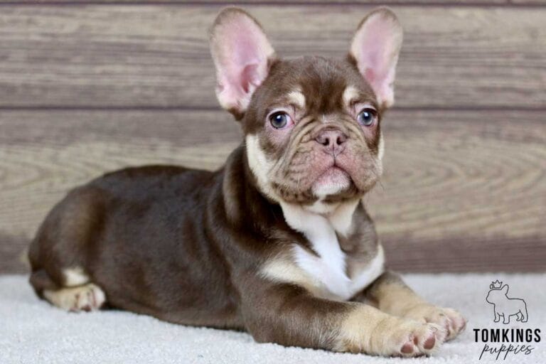 Byron, available French Bulldog puppy at TomKings Puppies