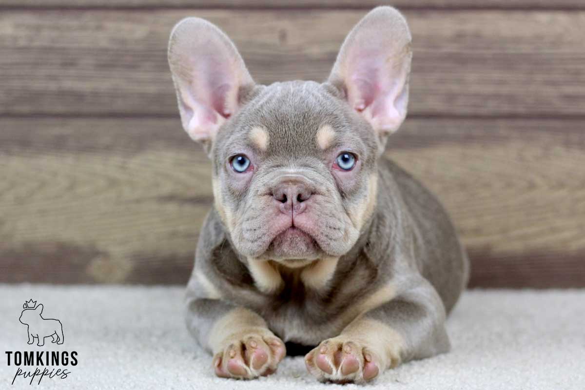 Ellise, available French Bulldog puppy at TomKings Puppies