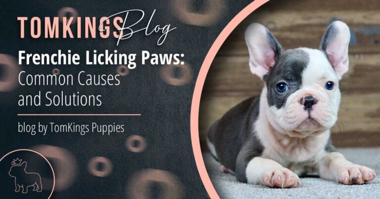 Frenchie Licking Paws: Common Causes and Solutions - TomKings Puppies Blog