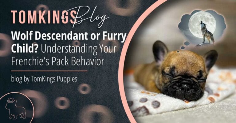 Wolf Descendant or Furry Child? Understanding Your Frenchie’s Pack Behavior - TomKings Blog