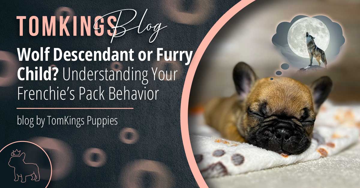 Wolf Descendant or Furry Child? Understanding Your Frenchie’s Pack Behavior - TomKings Blog