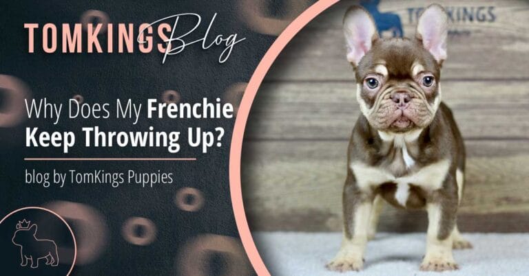 Why Does My Frenchie Keep Throwing Up? - TomKings Blog