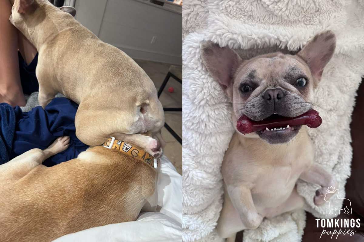 13 Funny Behaviors Only French Bulldog Owners Will Understand - TomKings Blog