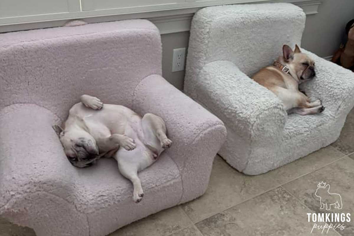 13 Funny Behaviors Only French Bulldog Owners Will Understand - TomKings Blog