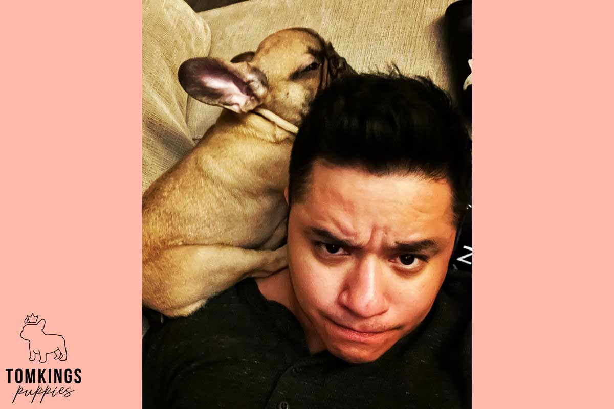 13 Funny Behaviors Only French Bulldog Owners Will Understand - TomKings Blog
