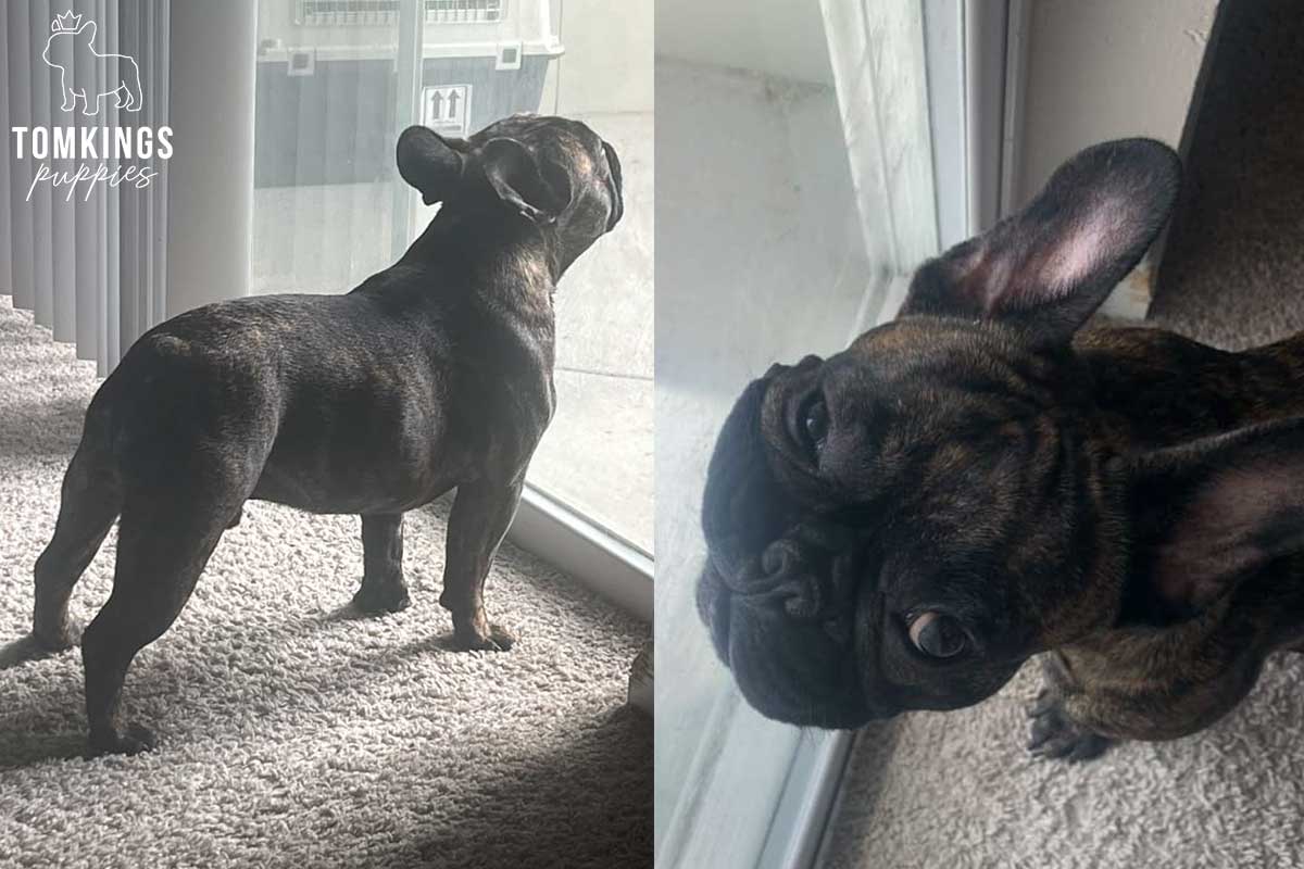 13 Funny Behaviors Only French Bulldog Owners Will Understand - TomKings Blog