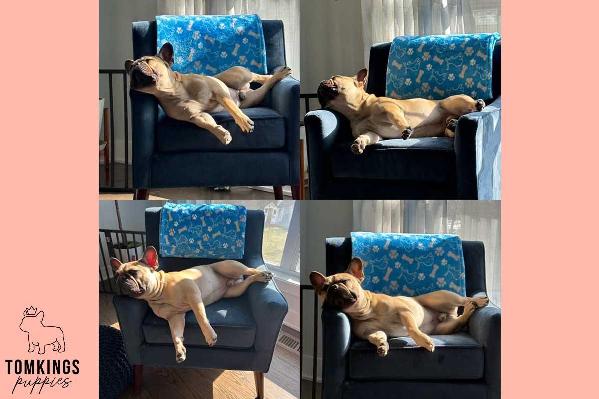 13 Funny Behaviors Only French Bulldog Owners Will Understand - TomKings Blog