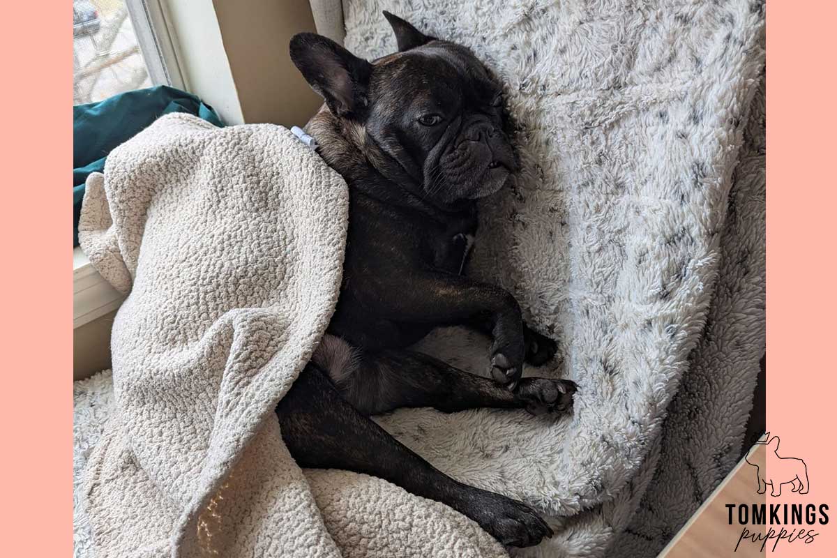 13 Funny Behaviors Only French Bulldog Owners Will Understand - TomKings Blog