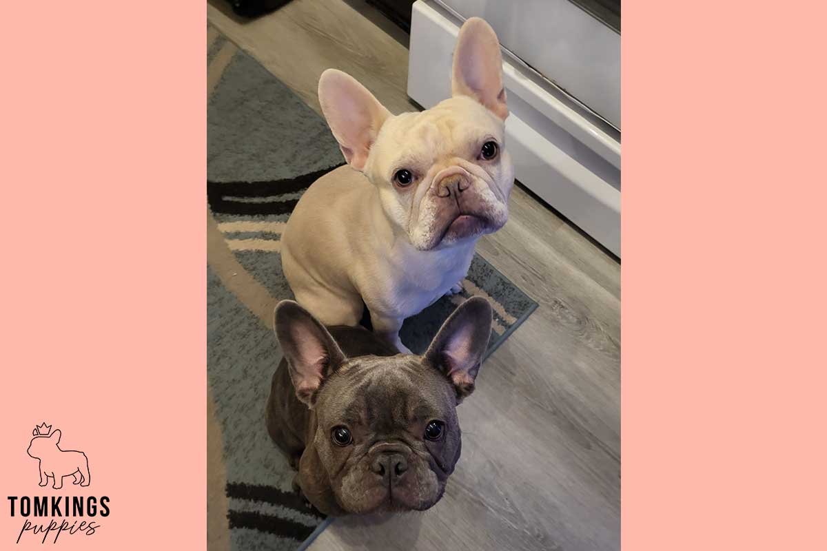 13 Funny Behaviors Only French Bulldog Owners Will Understand - TomKings Blog