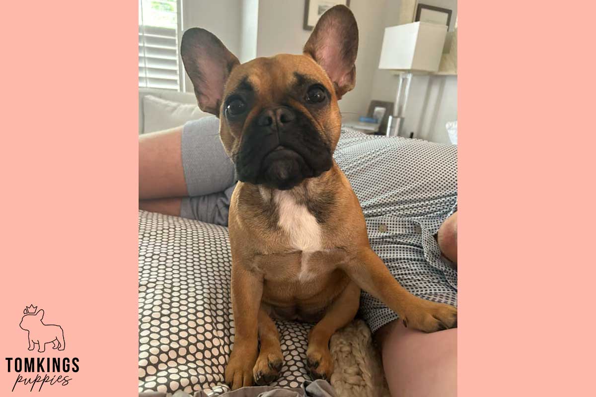 13 Funny Behaviors Only French Bulldog Owners Will Understand - TomKings Blog