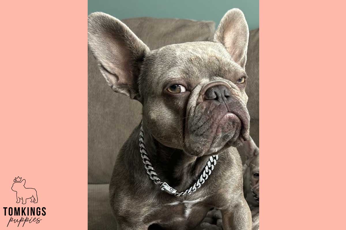 13 Funny Behaviors Only French Bulldog Owners Will Understand - TomKings Blog