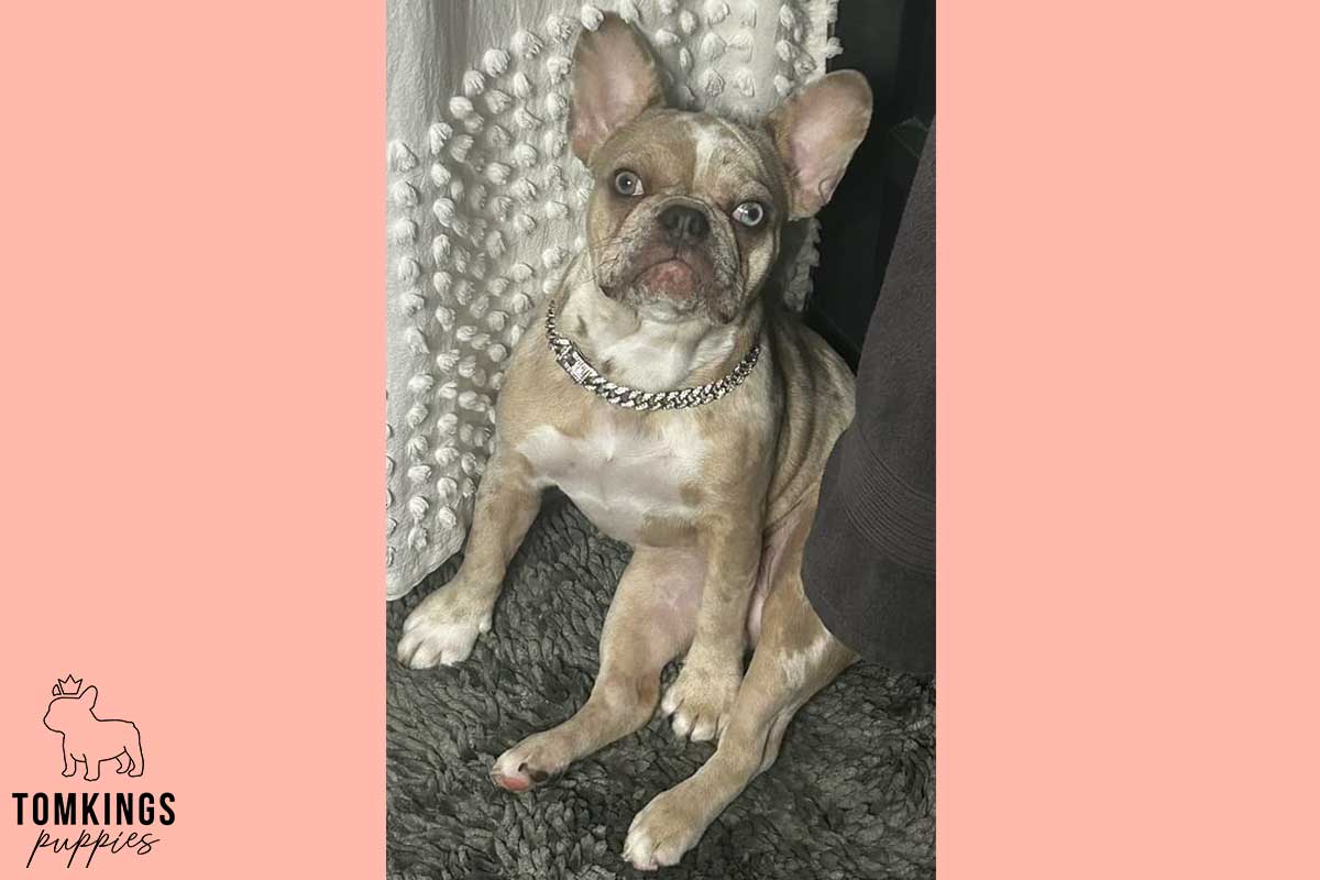 13 Funny Behaviors Only French Bulldog Owners Will Understand - TomKings Blog