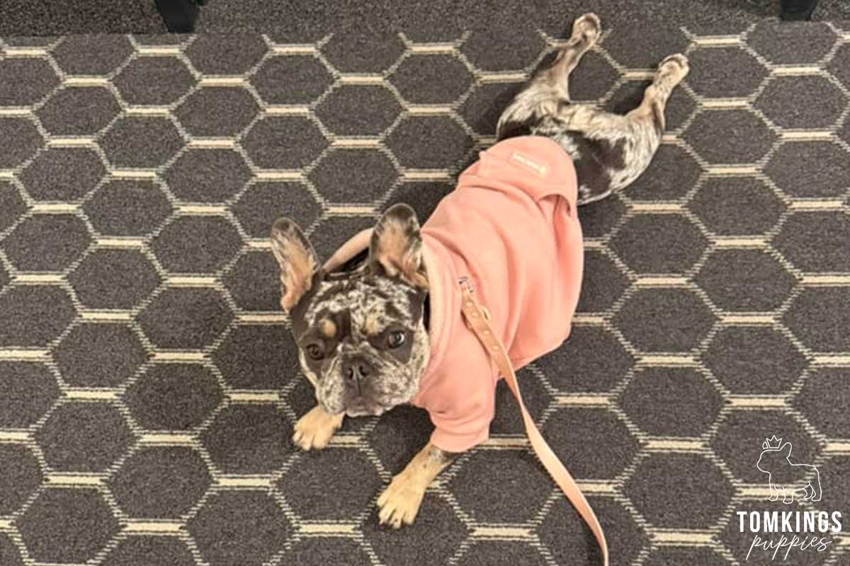 13 Funny Behaviors Only French Bulldog Owners Will Understand - TomKings Blog