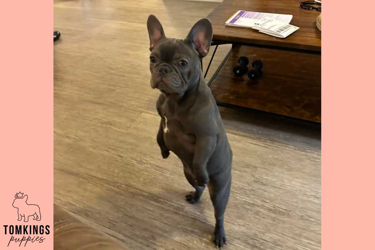 13 Funny Behaviors Only French Bulldog Owners Will Understand - TomKings Blog