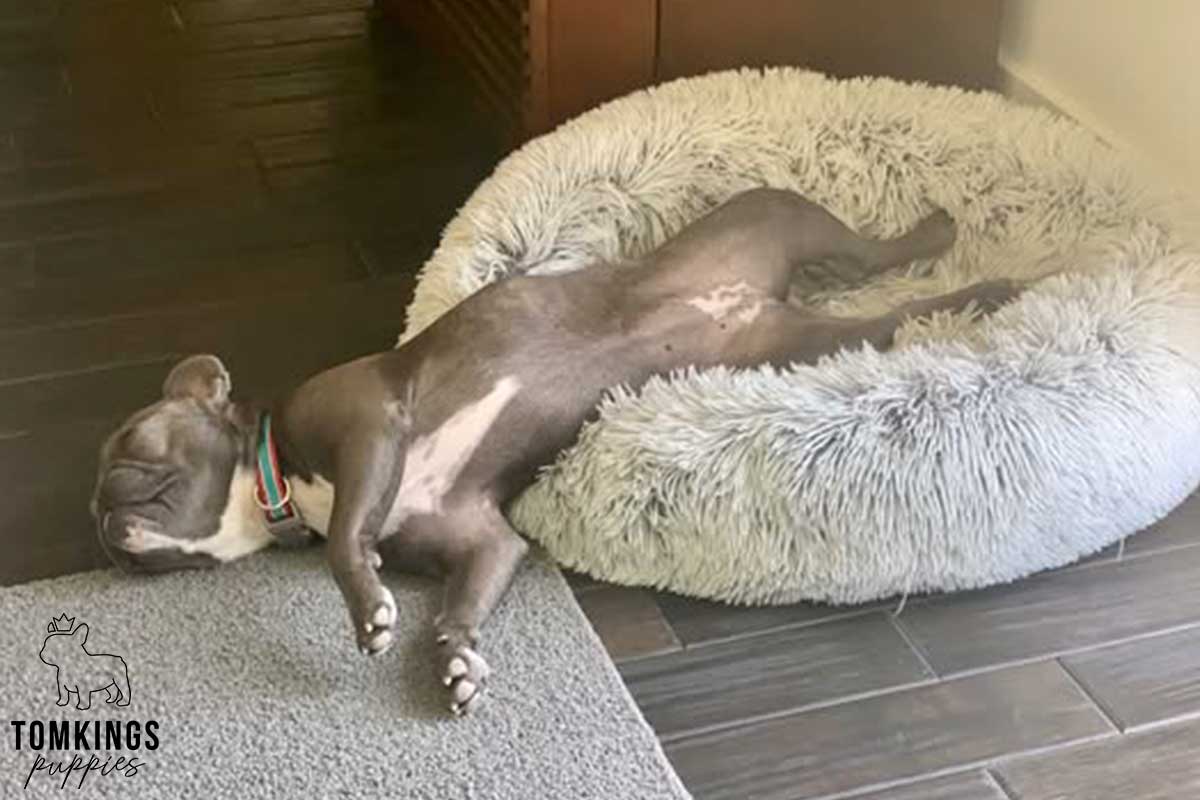 13 Funny Behaviors Only French Bulldog Owners Will Understand - TomKings Blog
